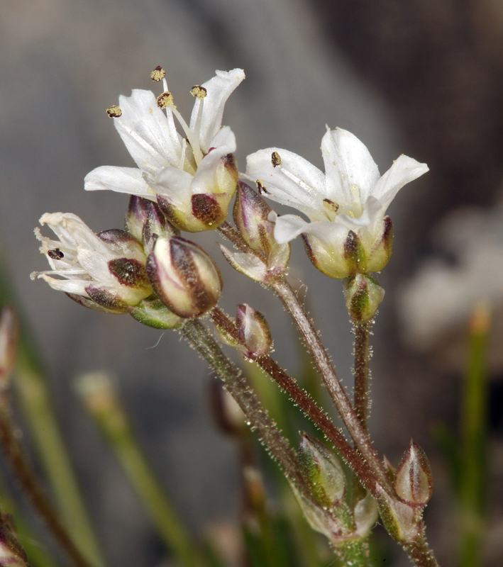 Imagem de Eremogone kingii var. glabrescens (S. Wats.) Dorn