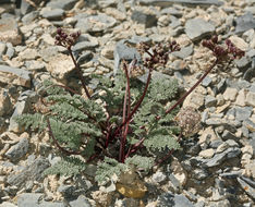 Image of <i>Cymopterus aboriginum</i>