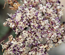 Image of <i>Cymopterus aboriginum</i>