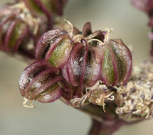 Image of <i>Cymopterus aboriginum</i>