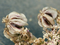 Image of <i>Cymopterus aboriginum</i>