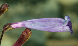 Image of pinyon beardtongue