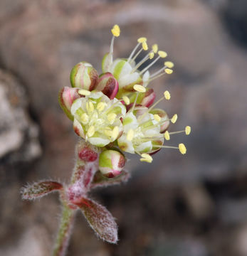 Image of sulphur-flower buckwheat