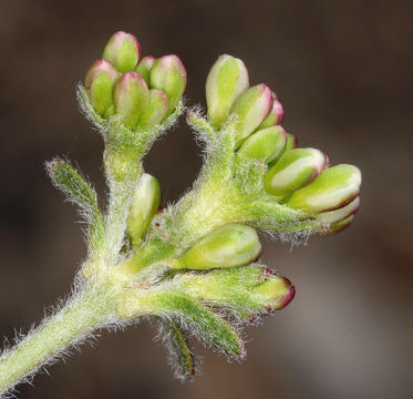 Image of sulphur-flower buckwheat