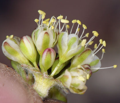 Image of sulphur-flower buckwheat