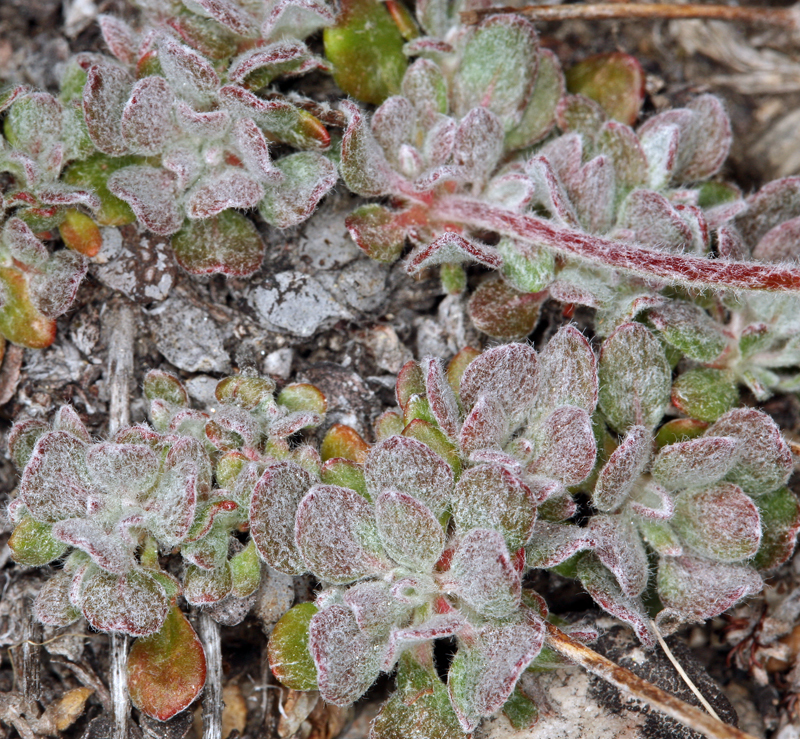 Image of sulphur-flower buckwheat