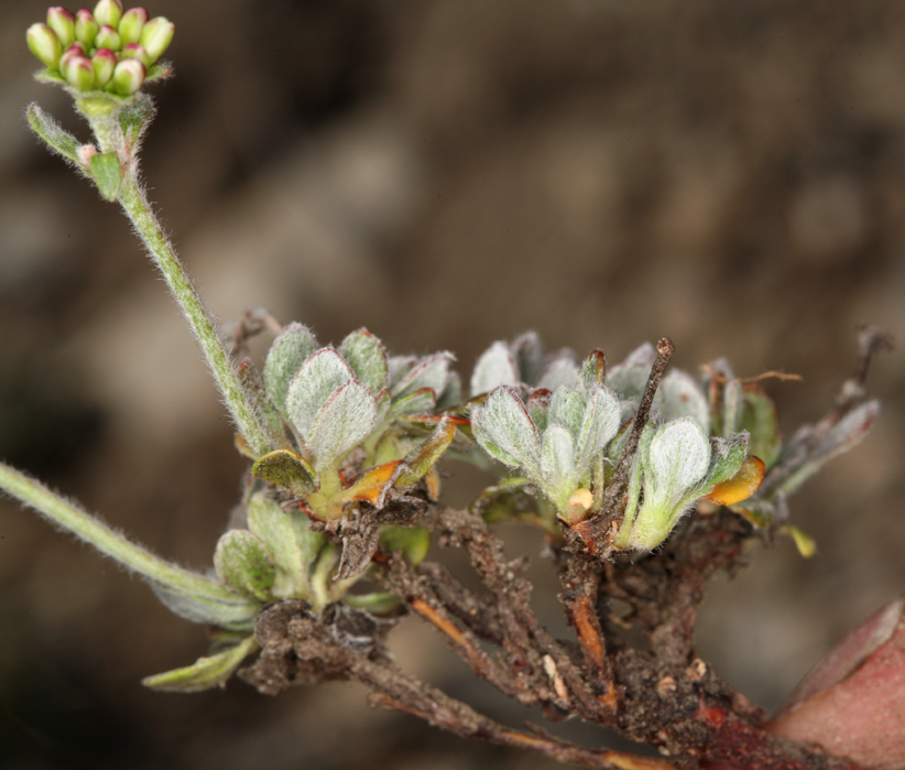 Image of sulphur-flower buckwheat