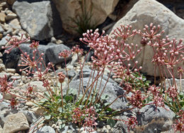 Image of Coville's dwarf sand verbena