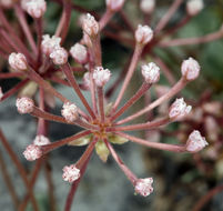 Image of Coville's dwarf sand verbena