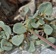 Image of Coville's dwarf sand verbena