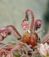 Image of Coville's dwarf sand verbena