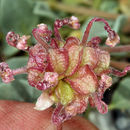 Image of Coville's dwarf sand verbena