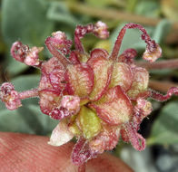 Image of Coville's dwarf sand verbena