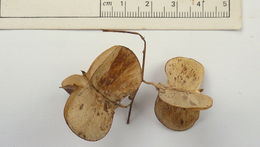 Image of Dioscorea dodecaneura Vell.