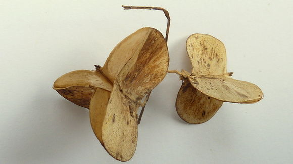 Image of Dioscorea dodecaneura Vell.