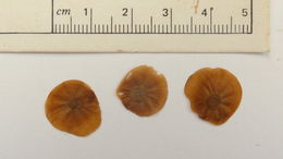 Image of Dioscorea dodecaneura Vell.