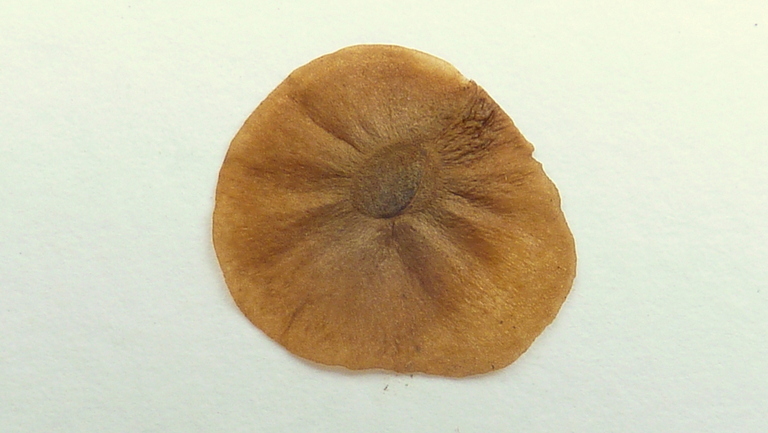 Image of Dioscorea dodecaneura Vell.