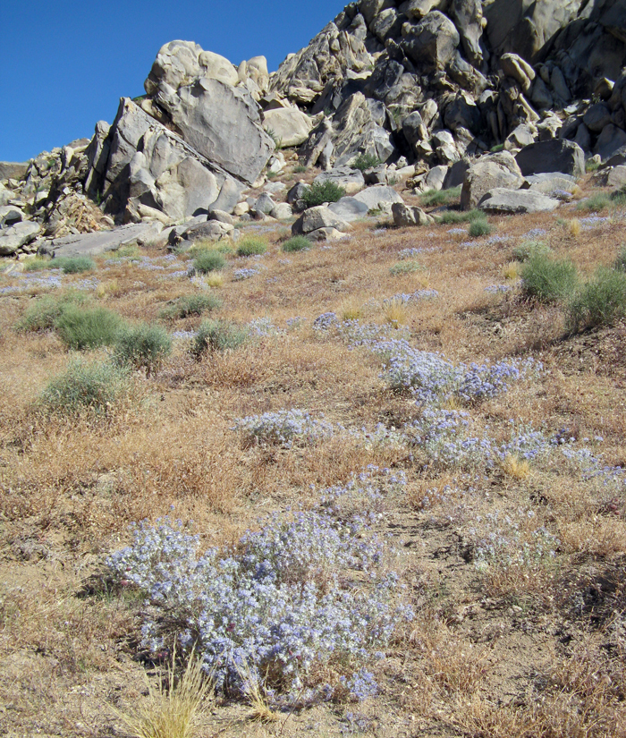 Imagem de <i>Eriastrum densifolium</i> ssp. <i>mohavense</i>