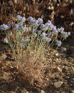 Plancia ëd <i>Eriastrum densifolium</i> ssp. <i>mohavense</i>