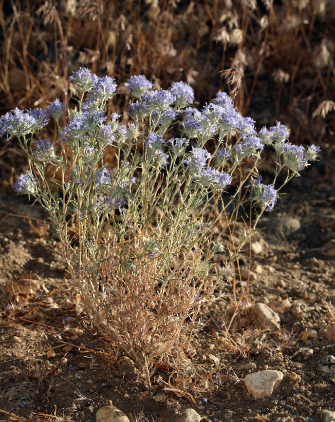 Image de <i>Eriastrum densifolium</i> ssp. <i>mohavense</i>