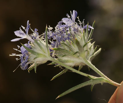 Imagem de <i>Eriastrum densifolium</i> ssp. <i>mohavense</i>