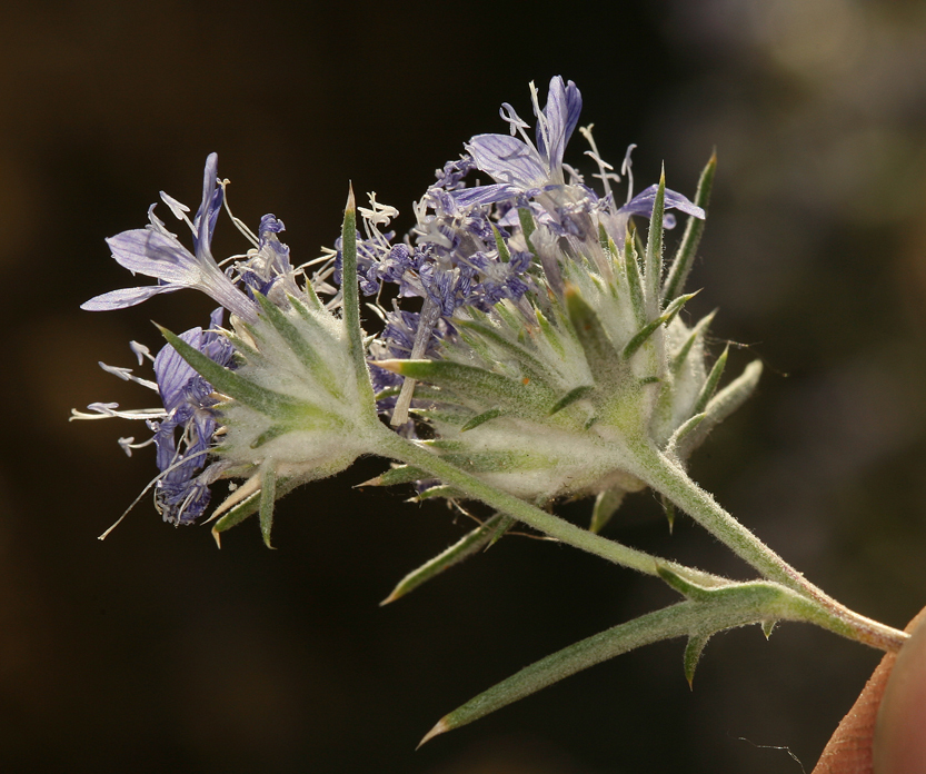 Image de <i>Eriastrum densifolium</i> ssp. <i>mohavense</i>