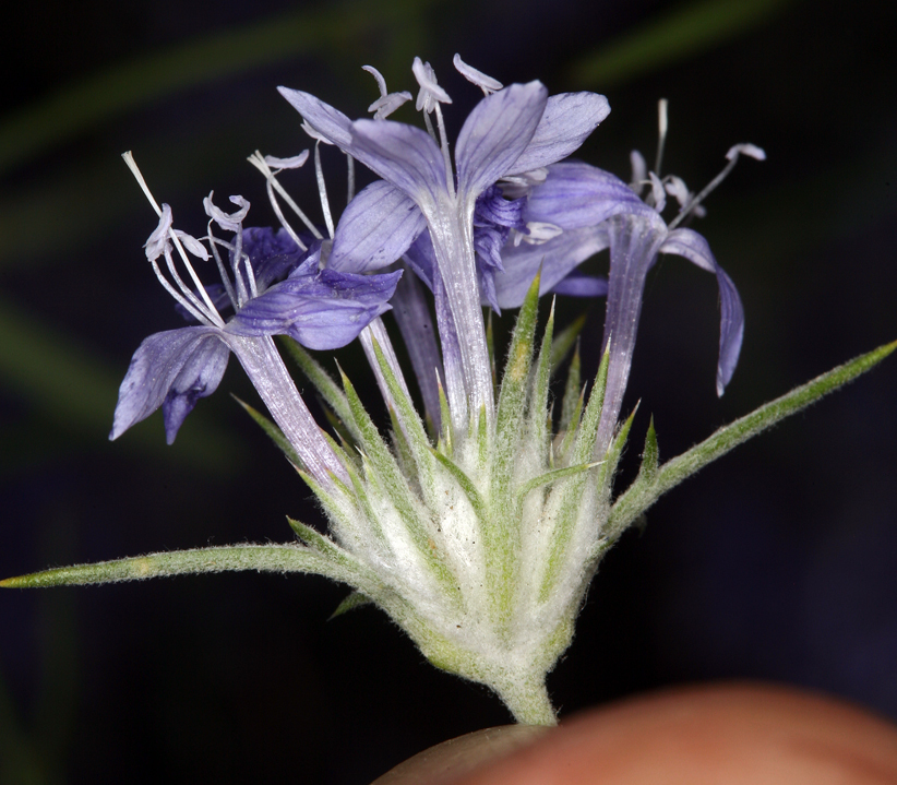 Image of <i>Eriastrum densifolium</i> ssp. <i>mohavense</i>