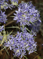 Image of <i>Eriastrum densifolium</i> ssp. <i>mohavense</i>