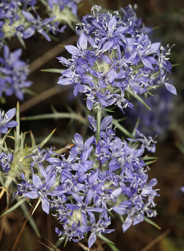 Image de <i>Eriastrum densifolium</i> ssp. <i>mohavense</i>