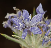 Image of <i>Eriastrum densifolium</i> ssp. <i>mohavense</i>