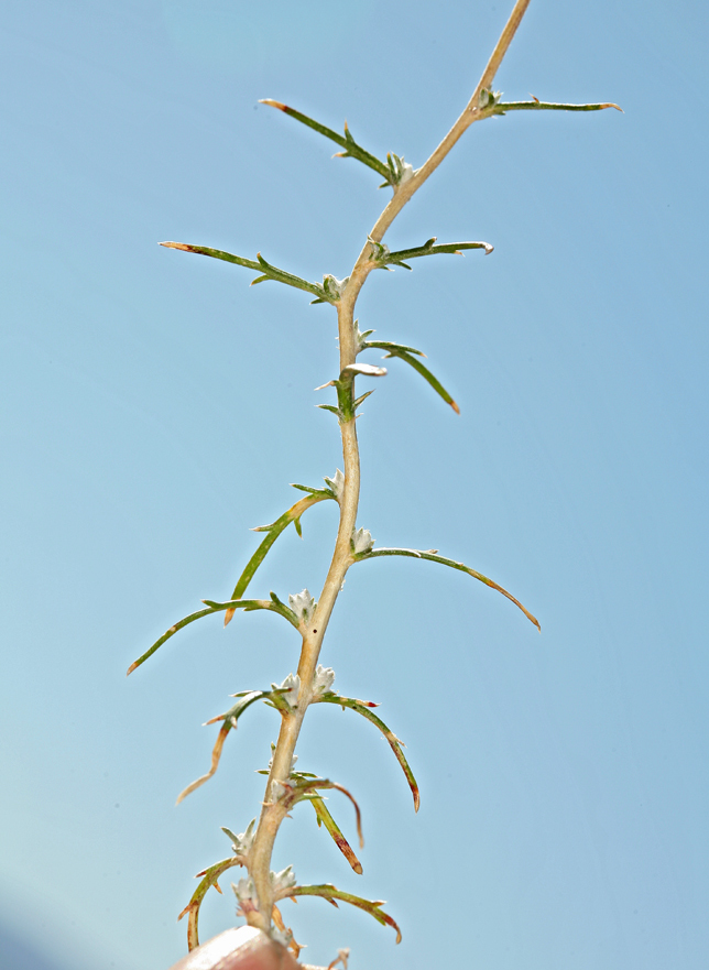 Image of <i>Eriastrum densifolium</i> ssp. <i>mohavense</i>