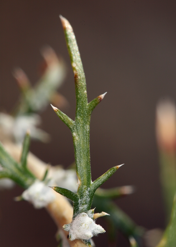 Imagem de <i>Eriastrum densifolium</i> ssp. <i>mohavense</i>