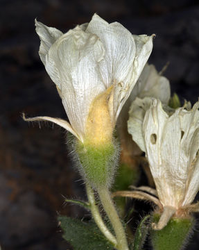 Image of desert stingbush