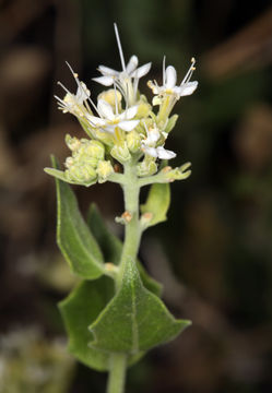 صورة Petalonyx nitidus S. Wats.