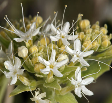 صورة Petalonyx nitidus S. Wats.