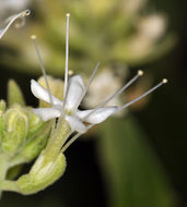 Image of shinyleaf sandpaper plant