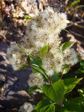 Image of western snakeroot