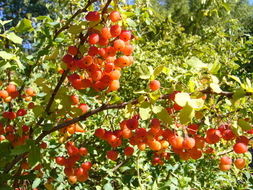 Sivun <i>Mahonia fremontii</i> kuva