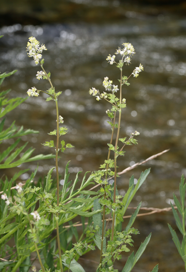 Image of Few-Flower Meadow-Rue