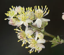 Image of Few-Flower Meadow-Rue