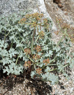 Image of Big Pine biscuitroot