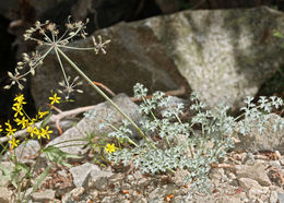 Image of Big Pine biscuitroot