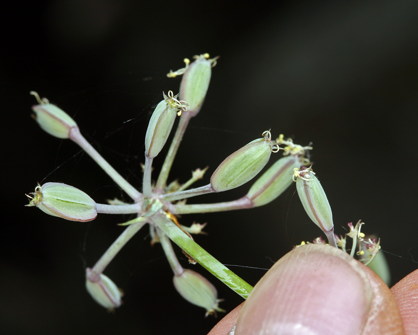 Image of Big Pine biscuitroot