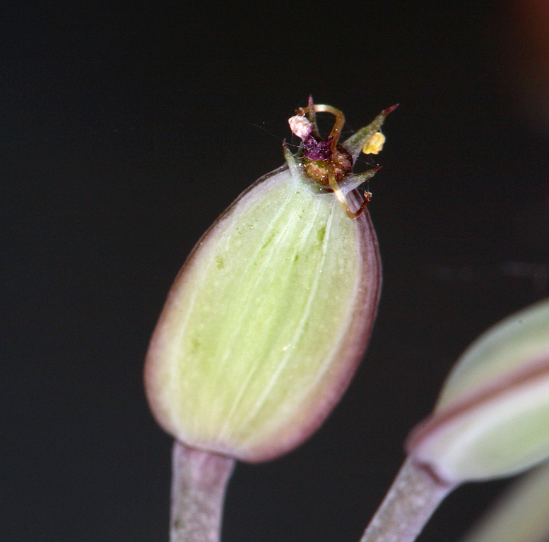 Image of Big Pine biscuitroot