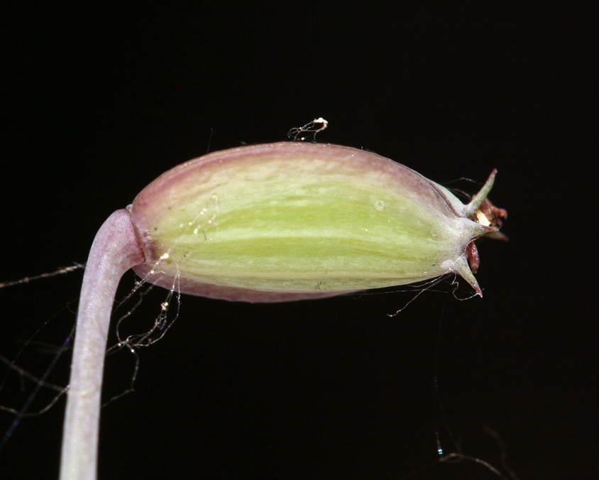 Image of Big Pine biscuitroot