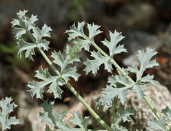 Image of Big Pine biscuitroot