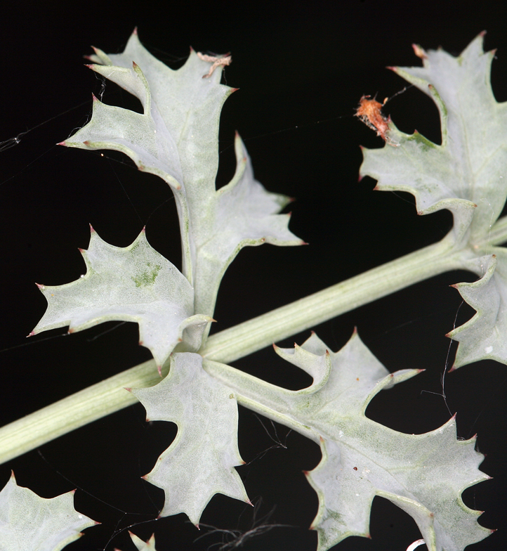 Image of Big Pine biscuitroot