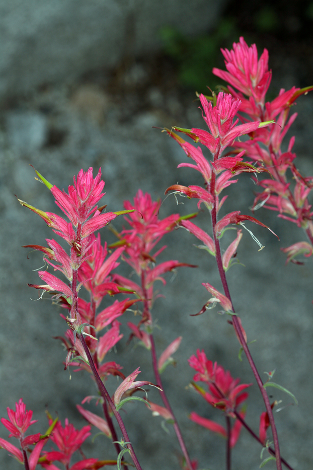 Image of Wyoming Indian paintbrush