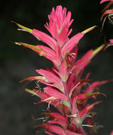 Image of Wyoming Indian paintbrush