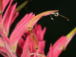 Image of Wyoming Indian paintbrush